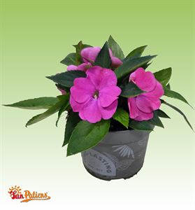 Afbeelding van Impatiens Sun Patiens P13 Rose Pink